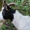 How goats are solving the invasive plant problem on Tennessee River island