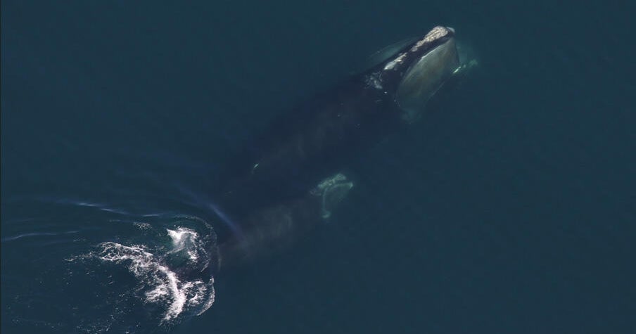 New right whale population estimate shows "positive news"
