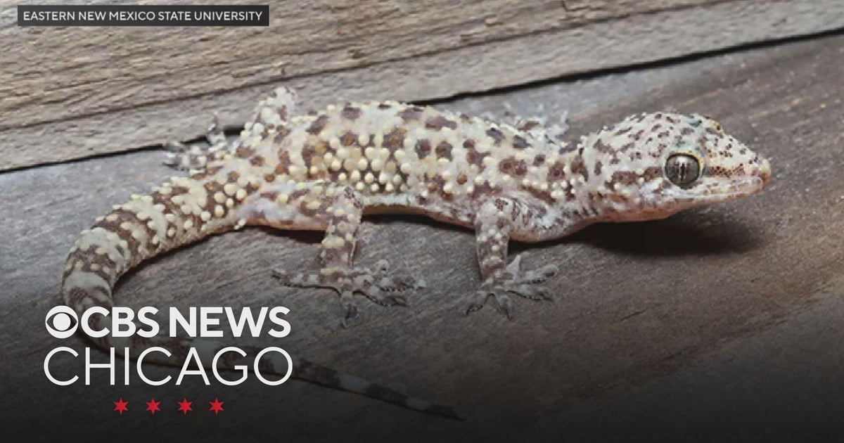 Indiana DNR Seeks Public Help Tracking Exotic Mediterranean Geckos Statewide