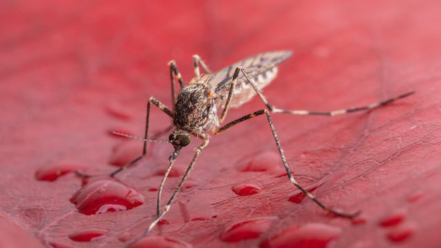 Culiseta annulata is a species of mosquito in the family Culicidae 