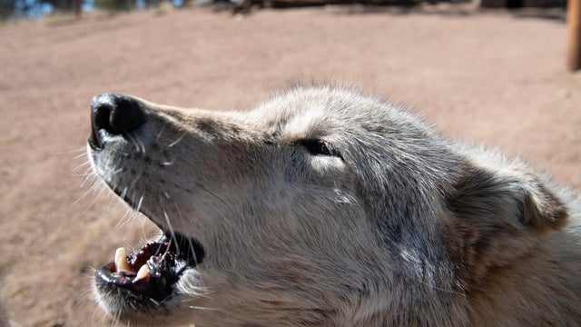 US-ENVIRONMENT-NATURE-WOLVES 