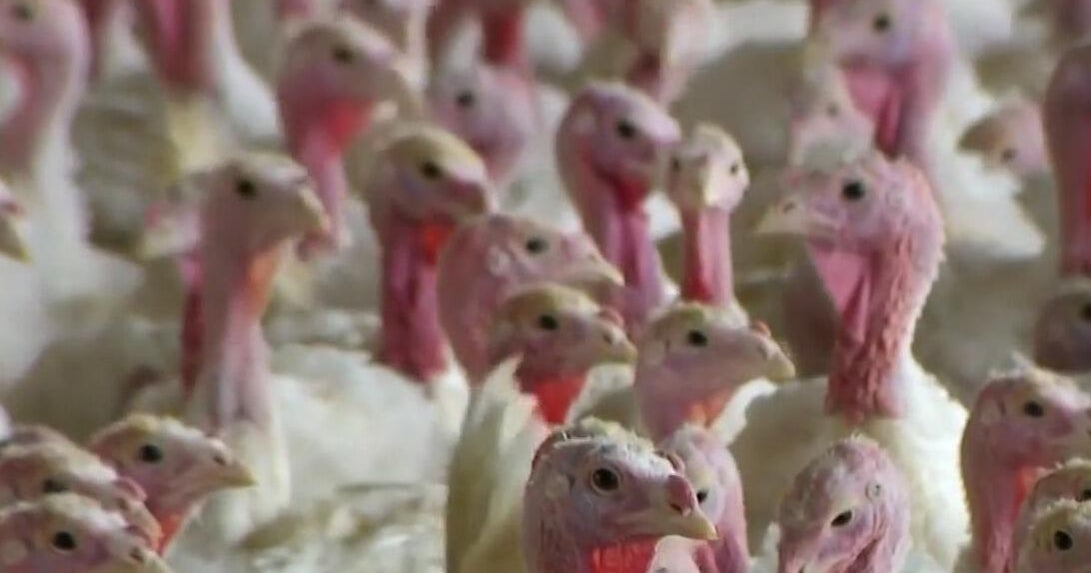 Turkey prices soar ahead of Thanksgiving