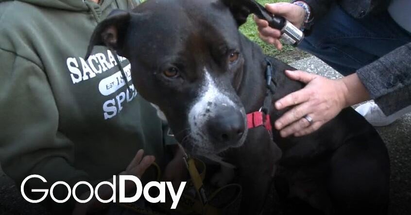 This Adorable Dog is Looking For Her Forever Home! | Pet of the Week - CBS News
