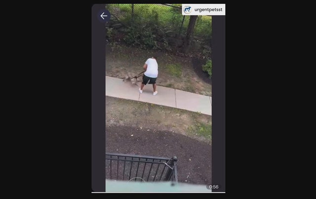dorchester-dog-abuse-frame-303.jpg 