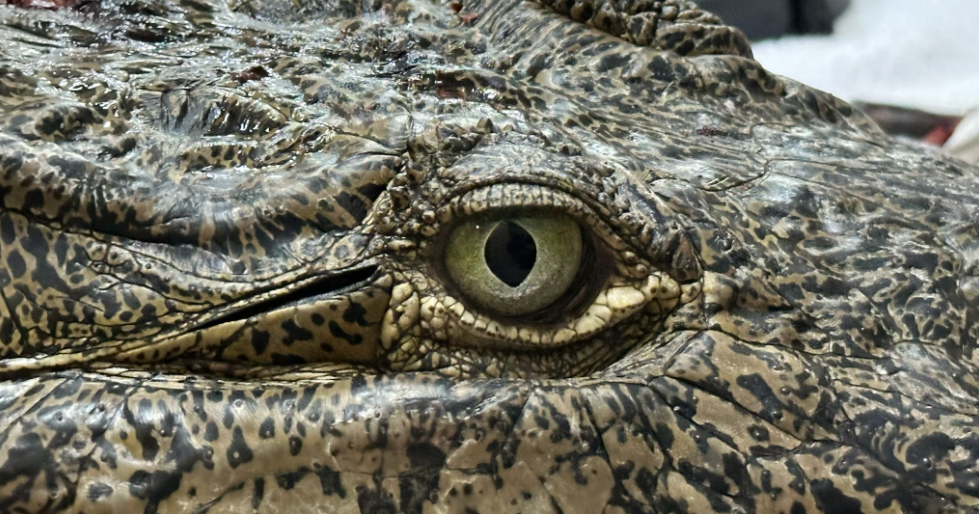 “Britney Spears” the crocodile continues to recover after being shot and speared in the Florida Keys, Zoo Miami says