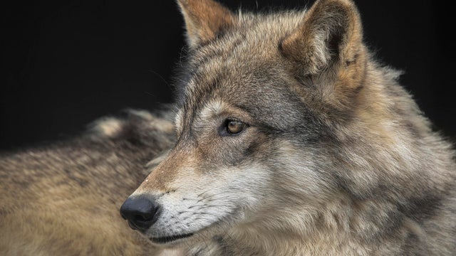 gray wolf portrait in nature 