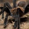 Tarantulas: Why you shouldn't be afraid