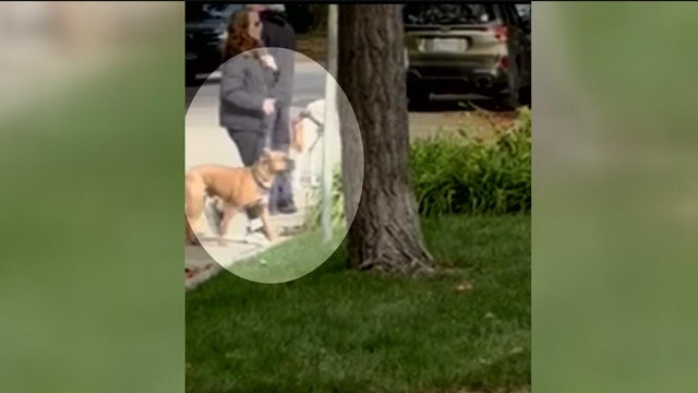 pets and tear gas