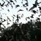 Nature: Bats in Texas