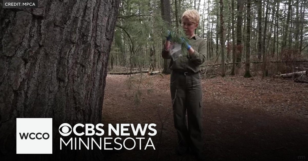 How scientists are using pine needles to learn more about PFAS