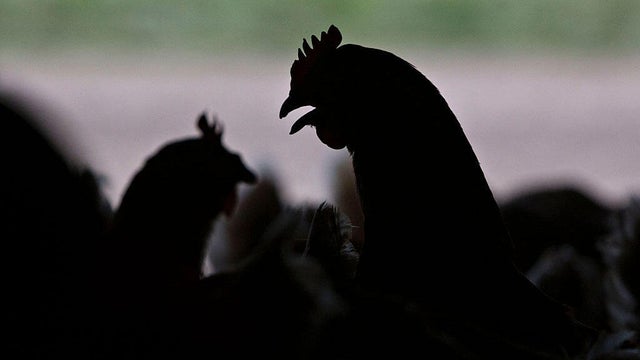 Egg Production At Organic Illinois Poultry Farm 