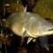 Fish named Arnie swims a record 530 miles, mostly upstream