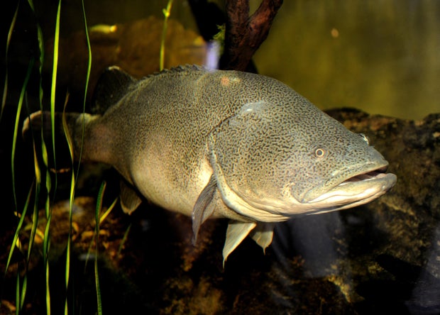 "Muzza", Sydney Aquarium's resident one-