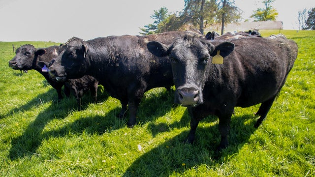Operations At A Beef Cattle Farm In Iowa 