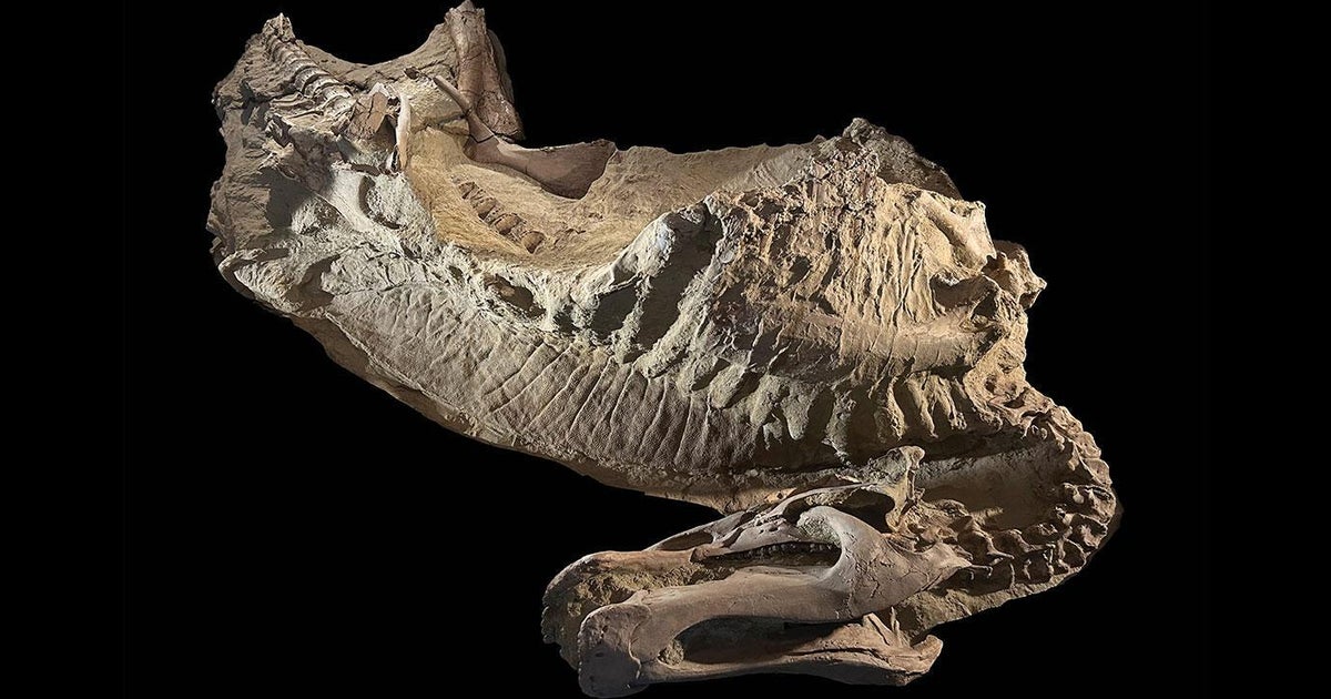 Patagonia Egg, Wyoming Mummies Reveal Dinosaur Soft Tissue