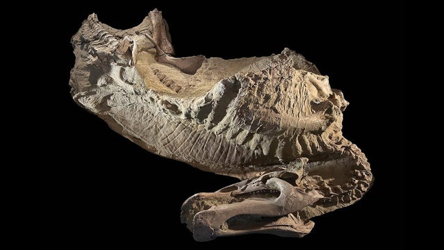 dino-mummy.jpg