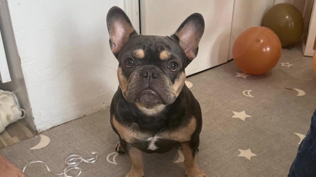 2-year-old Frenchie