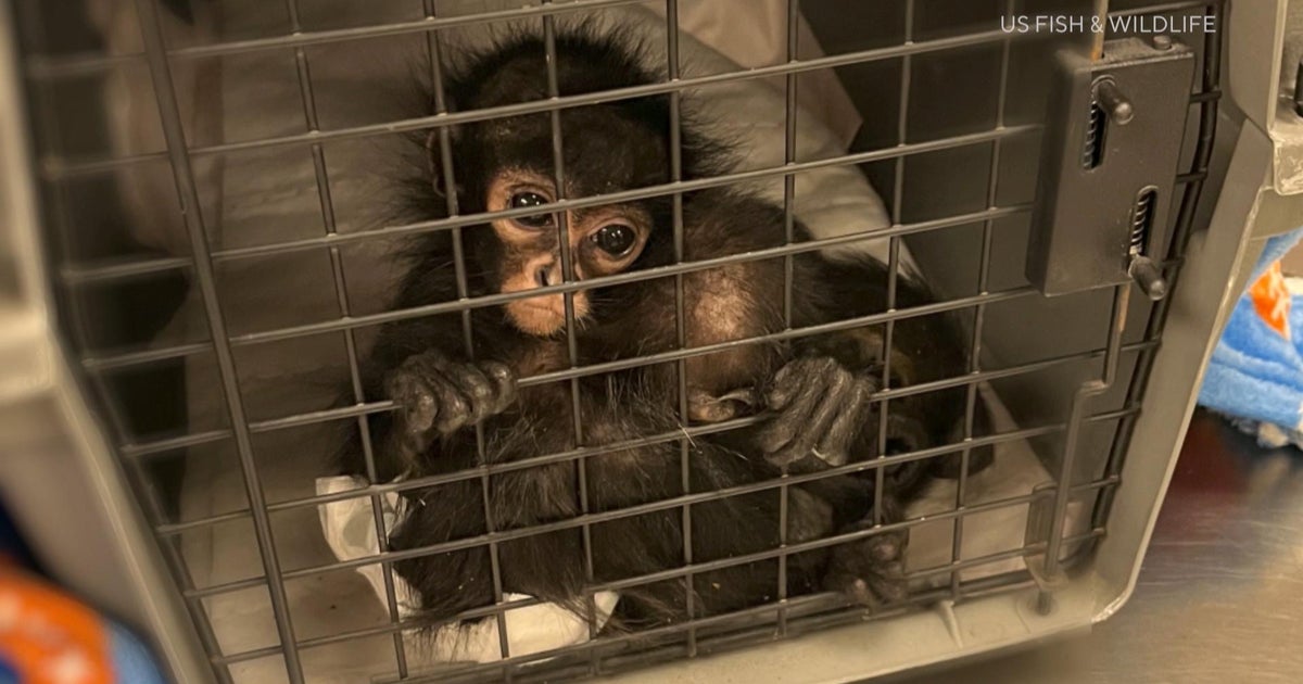 Animal poachers are killing spider monkeys and selling their babies on social media
