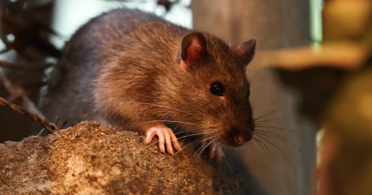 Minneapolis among 10 “rattiest” cities in U.S., Orkin says Minneapolis among 10 “rattiest” cities in U.S., Orkin says