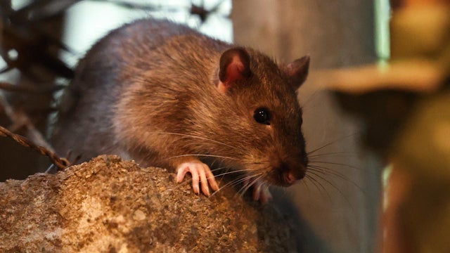 US-SCIENCE-NATURE-RATS