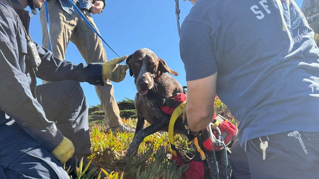 sf-dog-cliff-rescue.jpg