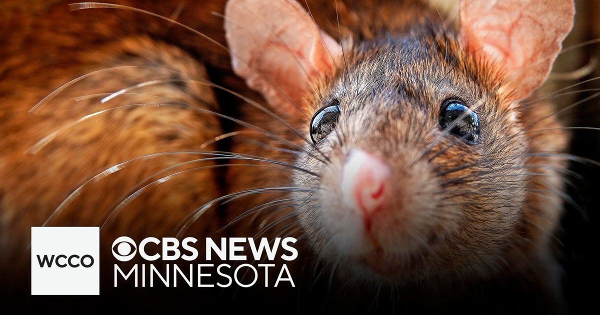 Minneapolis ranks among 10 most rat-infested cities in the U.S., according to new survey
