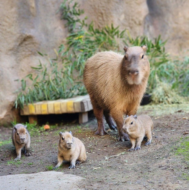 capybara sacramento zoo