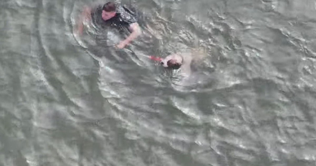 Atlantic City police officer jumps into bay to rescue injured dog - CBS ...