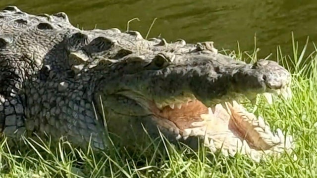 cbsmiami-crocodile-florida-dog-1.jpg