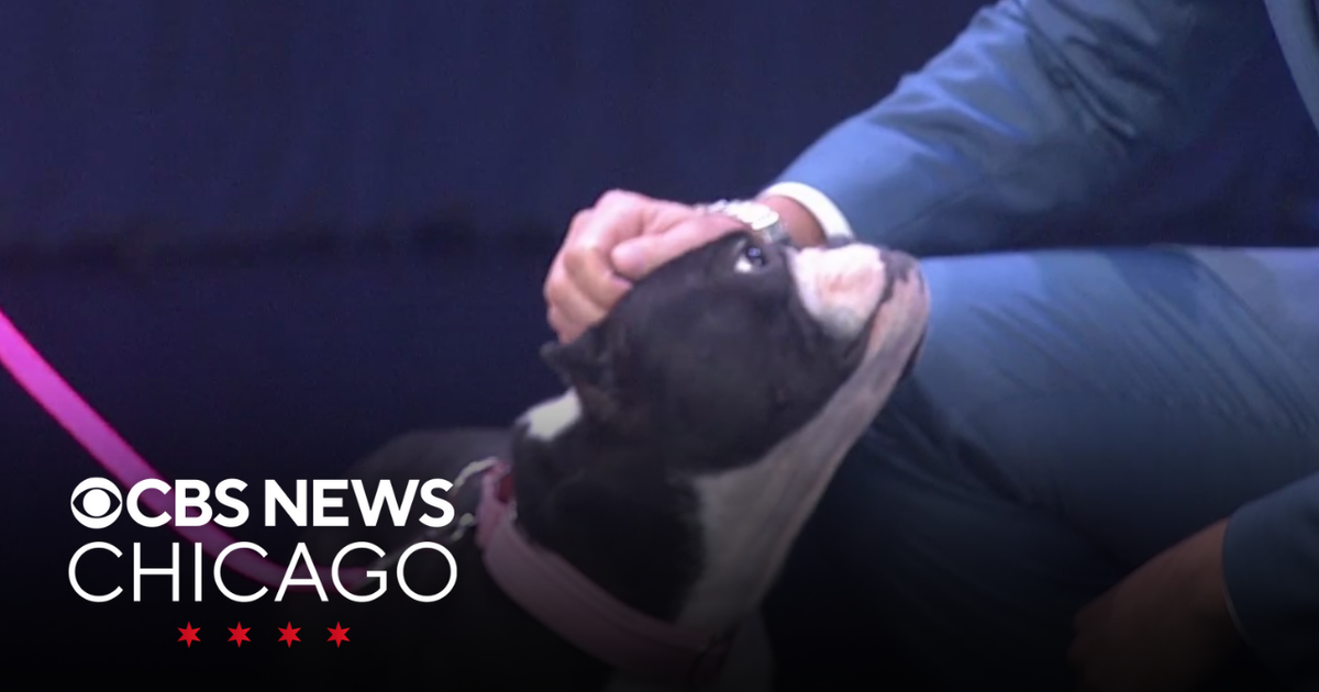 Adopt from Border Tails Rescue in Barrington - CBS Chicago