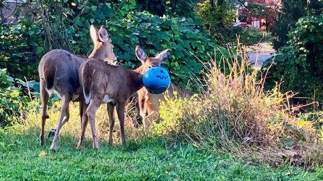 Baltimore County Deer