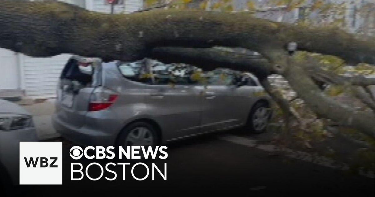 Massive tree lands on two cars in East Boston - CBS Boston