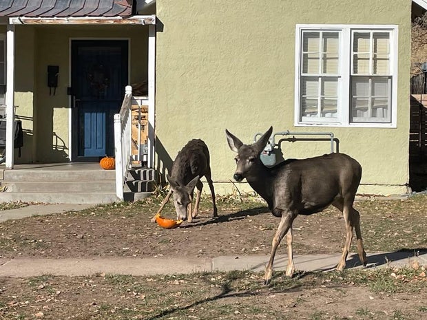deer-eating-pumpkins-colorado-parks-and-wildlife.jpg 