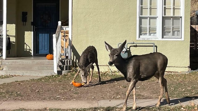 deer-eating-pumpkins-colorado-parks-and-wildlife.jpg 