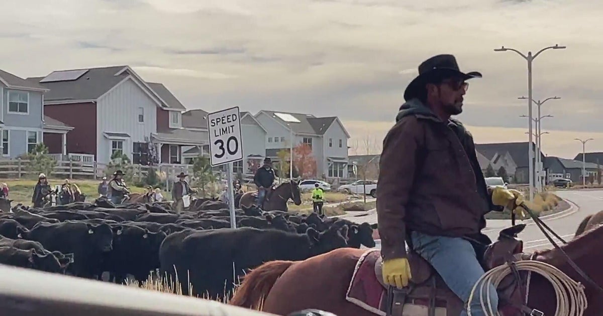 Colorado ranchers hold annual cattle drive through Sterling Ranch - CBS ...
