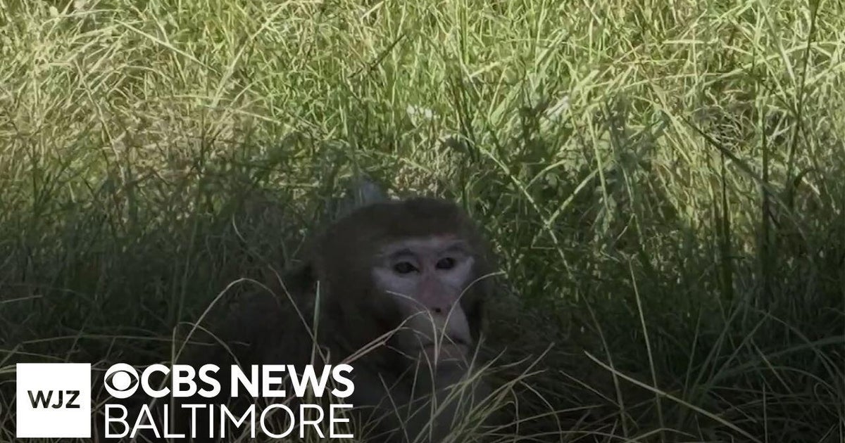 Mississippi woman shoots and kills escaped Rhesus monkey - CBS Baltimore
