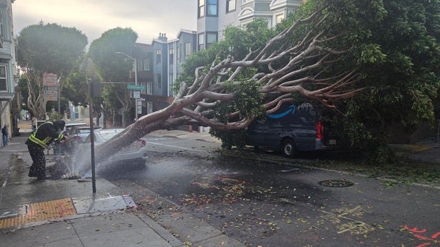 Downed Tree Nob Hill San Francisco 