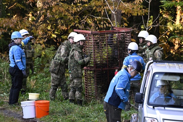 Members of Japan Self-Defense Forces (JSDF) set up a bear trap in Kazuno