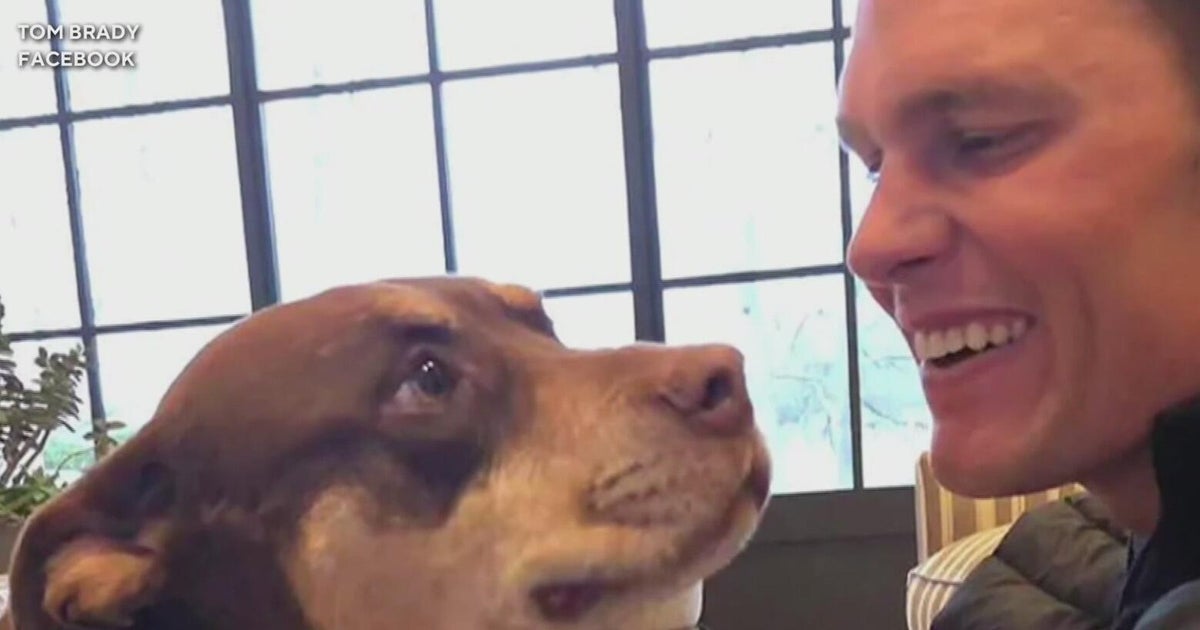 Celebrities turn to Dallas-based biotech company to clone beloved pets, sparking debate over science