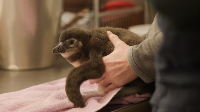 lincoln-park-zoo-african-penguin-chick.png 
