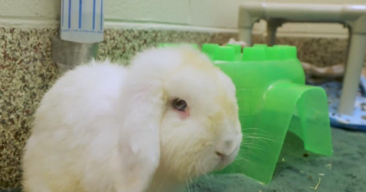 Furry Friday: Meet Wallace the rabbit and Toby the dog - CBS Detroit
