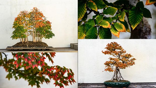bonsai-fall-foliage-montage-stephen-voss.jpg 