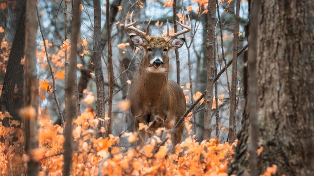 Deer Buck Fall 