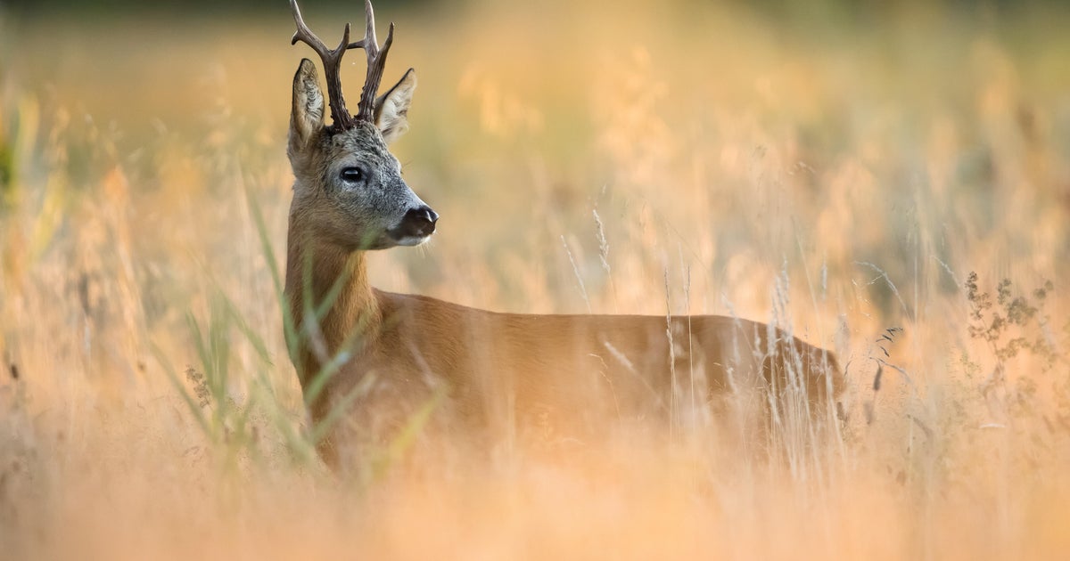 Video game hopes to teach high school students about CWD