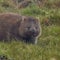 Nature: Wombats in Tasmania