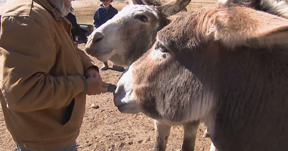 Colorado mountain town champions its donkey heritage