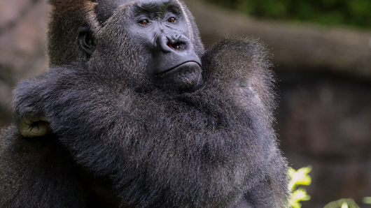 gorilla2.png 