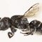 Scientists discover new "lucifer" bee with devil-like horns