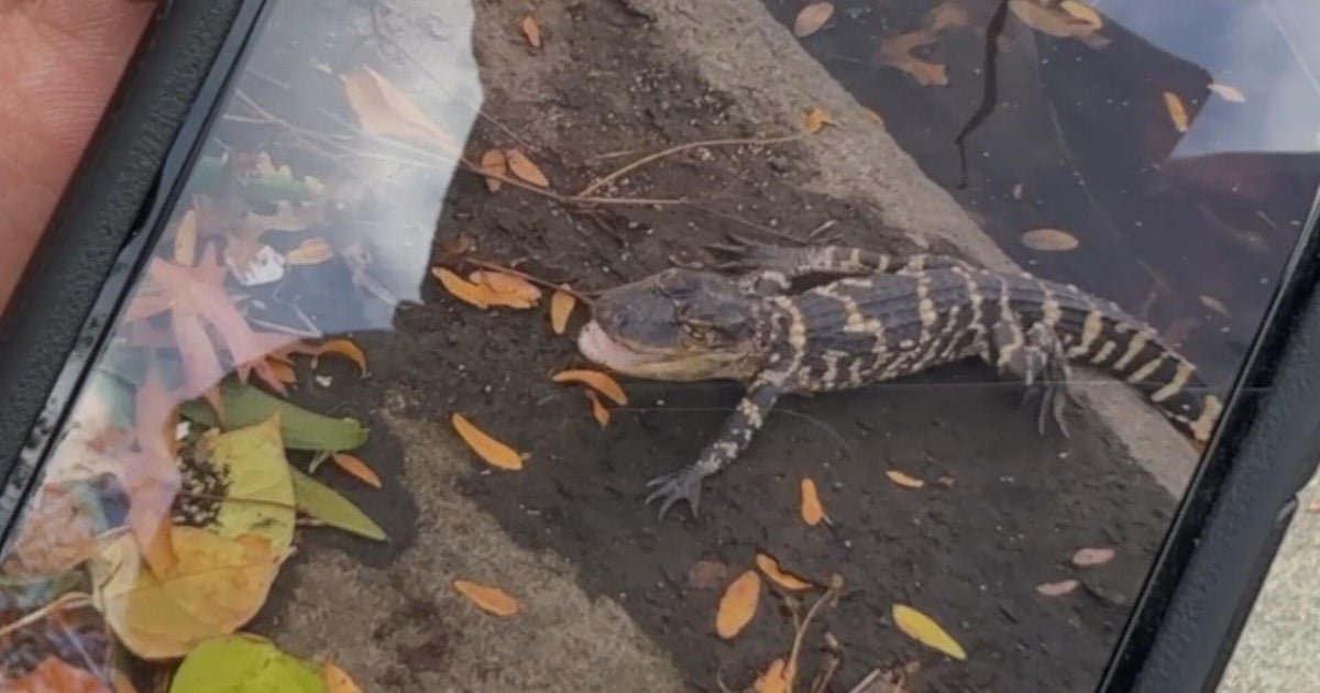 Video shows small alligator wade into Charles River in Boston