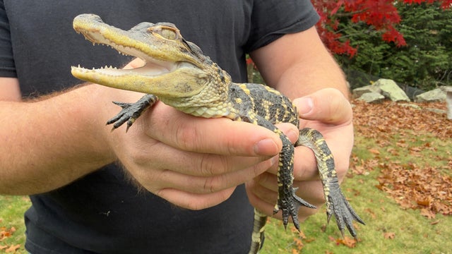 Alligator charles river 